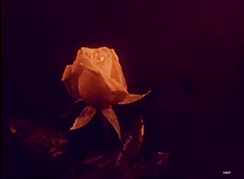 Arthur Edward Pillsbury Footage of Roses 1925.gif, déc. 2019