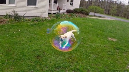 chien je vivais dans une bulle.jpg