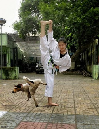 chien karaté judo ceinture jaune.jpg