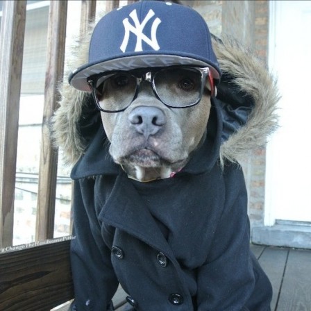 chien_swag_Meet_Chango_The_Swaggiest_And_Most_Handsome_Pit_Bull_On_Instagram_2014_05.jpg