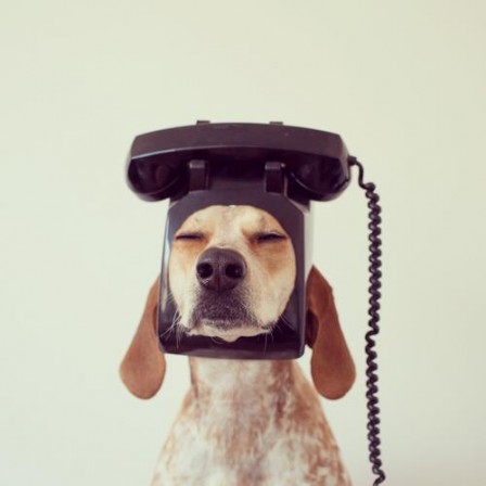 chien_telephone.jpg