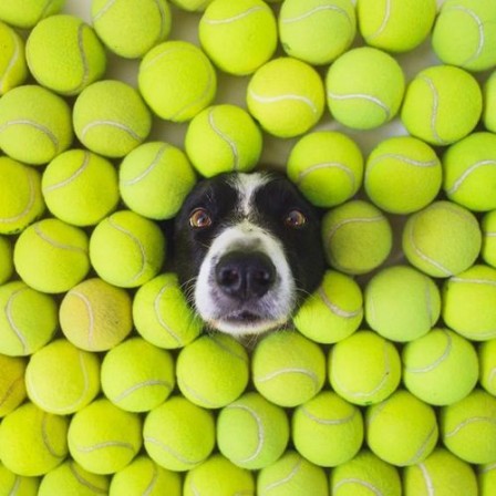 chien tennis.jpg