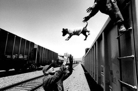 chien_voyage_train.jpg