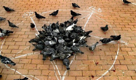 illuminati le complot des pigeons.jpg