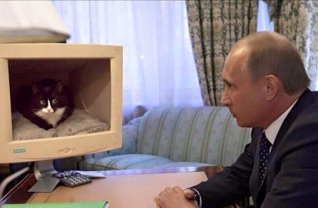 sur internet même les chats craignent Poutine.jpg