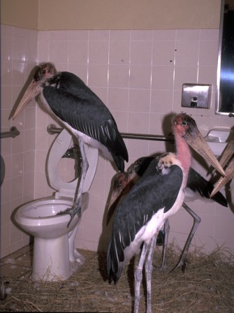 toilettes pour hommes pelican.jpg