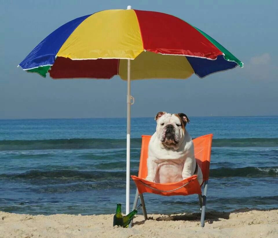 http://www.yves.brette.biz/public/humour/chien_vacances_parasol_profil.jpg