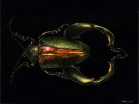 Larissa Morais beetle 2.jpg