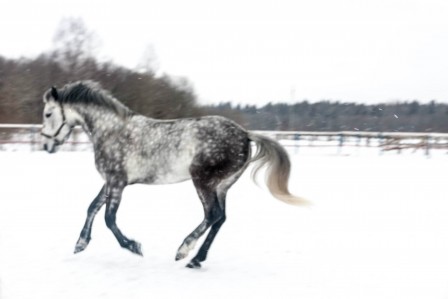 Alexandra Surkova cheval j'aime le froid.jpg