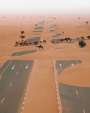 Camels_crossing_the_highway_in_UAE_desert_la_caravane_passe.jpg