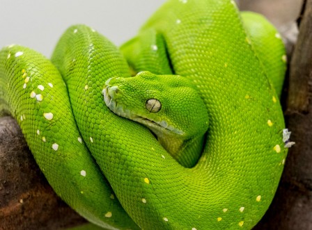 Daniel W. Bittner serpent vert.jpg