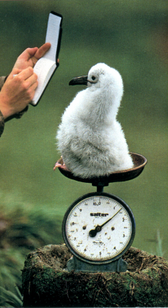 Frans Lanting A baby albatross is weighed in South Georgia amende stationnement.png