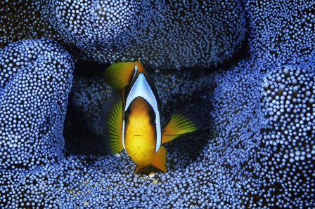 Gaby_Barathieu_poisson_anemonfish.jpg