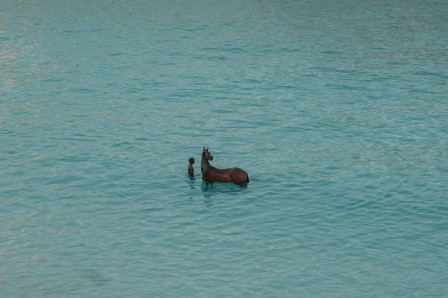 Maroesjka Lavigne l'adieu à la mer cheval.jpg