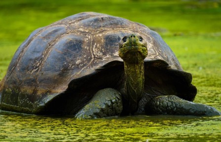 Michael Melford tortue des Galapagos.jpg