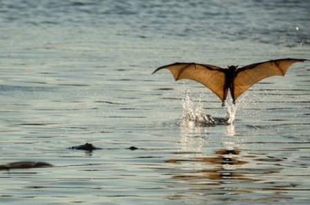 Nitmiluk National Park Australia  A little red flying fox dips a toe in a lake at the mouth of Katherine gorge in the Northern Territory Photograph Glenn Campbell chauve souris bain bonjour.jpg