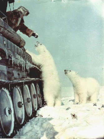 Russian_soldiers_feeding_a_polar_bear_from_their_tank_1950_guerre_tank_ours.jpg