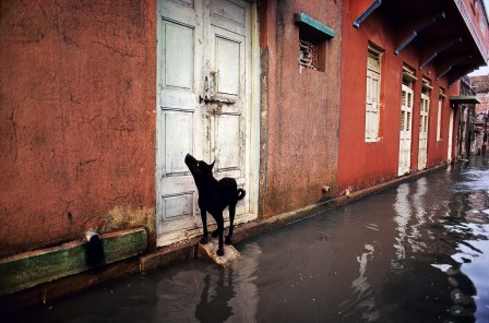 Steve_McCurry_chien_inondation_pluie.jpg