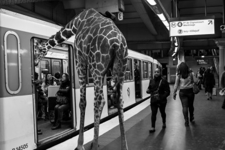 Thomas_Subtil_girafe_metro.jpg