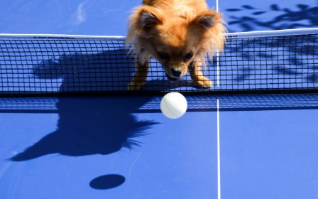 Vitor_Azevedo_chien_tennis.jpg
