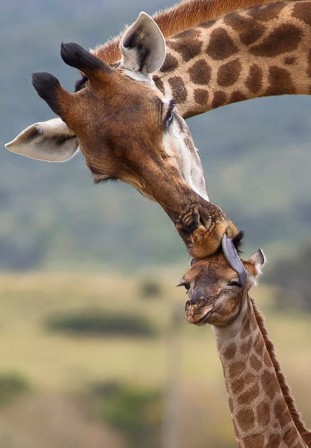 Yehuda_Edri_girafe_affection.jpg