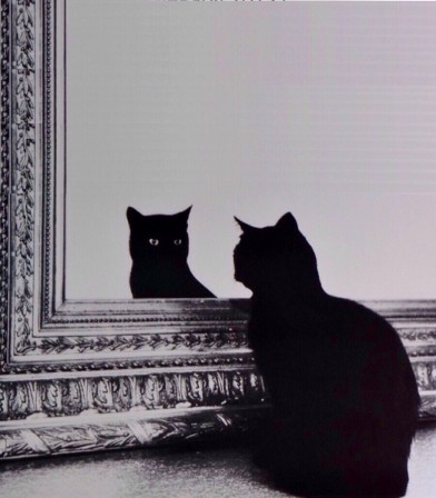chat miroir.jpg