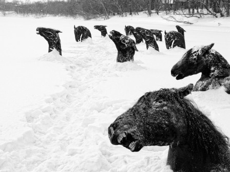 chevaux_morts_de_froid_neige.jpg