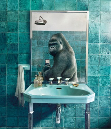 la toilette du gorille.jpg