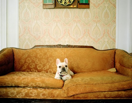 Benjamin Rasmussen chien divan.jpg, nov. 2021