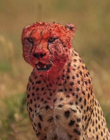 Cheetah After Lunch Photo by Tapan Sheth guépard.jpg, août 2020