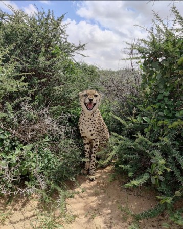 guépard souriant les animaux sauvages s'étaient mis aussi à sourire pour leur photo sur instagram.jpg, juin 2023