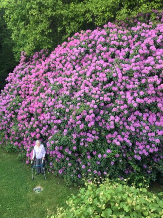 100 year old rhododendron and the woman who planted it les vieilles fleurs