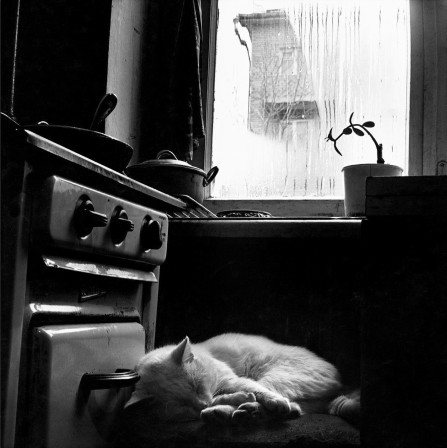 Cat sleeping in the kitchen 1981 URSS.jpg, févr. 2024