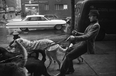 Jim Buck, perhaps the first professional dog walker, and his charges, near Central Park, Photo by Neal Boenzi, 1964 promeneur de chiens rester maître de ses instincts