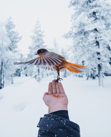 Marius Krey Finland Ready for a little dance debout les oiseaux.jpg, janv. 2024