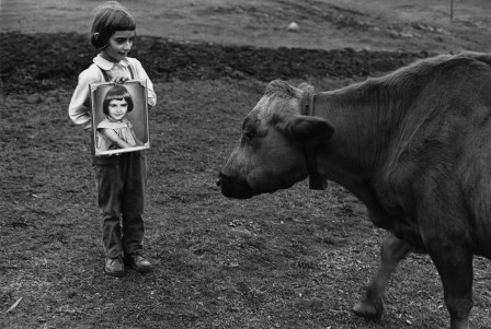 Sune Jonsson scéance identification vache reconnaissez vous cette fille