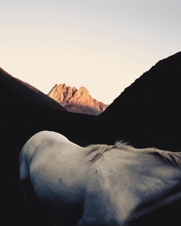 lever de soleil sur cheval Lipizzan