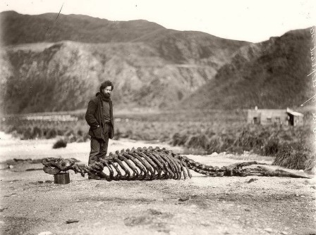 skeleton of sea-elephant and harold hamilton circa 1912 le cimetière des éléphants de mer aurions-nous dû écrire éléfants