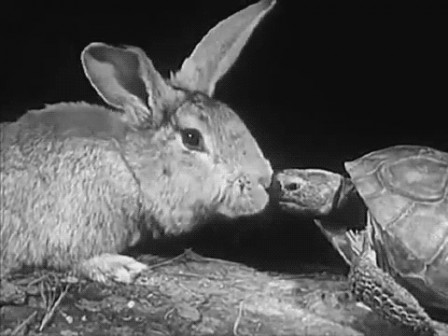 From Encyclopedia Britannica Films version of The Hare and the Tortoise le lièvre et la tortue.gif