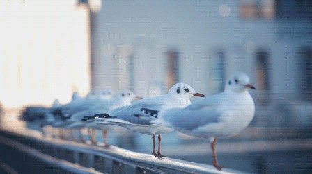 Julien_Douvier_oiseau_escadrille.gif