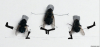 Magnus_Muhr_danse_fete_mouche_Casatchok.png