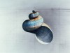 Rafael_Araujo_escargot_bienvenue.jpg