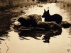 Stalker Directed by Andrei Tarkovsky chien.gif