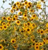 Van Gogh les tournesols.gif
