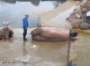 abdominaux.gif