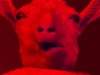 agneau_du_diable.gif, fév. 2017