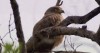 aigle_zoom.gif