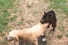 balance ton porc.gif