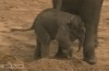 bebe_elephant_rejet_vol_plane.gif