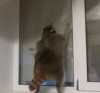 booty_shake.gif